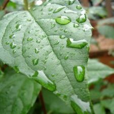 39062_10150222687345472_6534173_n-640x480 Dew Leaf